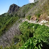 Plants: image 2 Of 46 Thumb